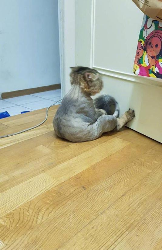 ”剃完毛回来后这样坐着已经一个小时了....