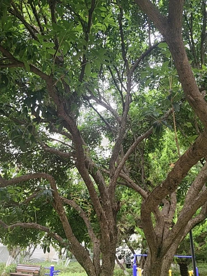 小区里的桂花树马上就要开啦，那一大片看着可茂盛了！每次路过，我都忍不住多瞅几眼。