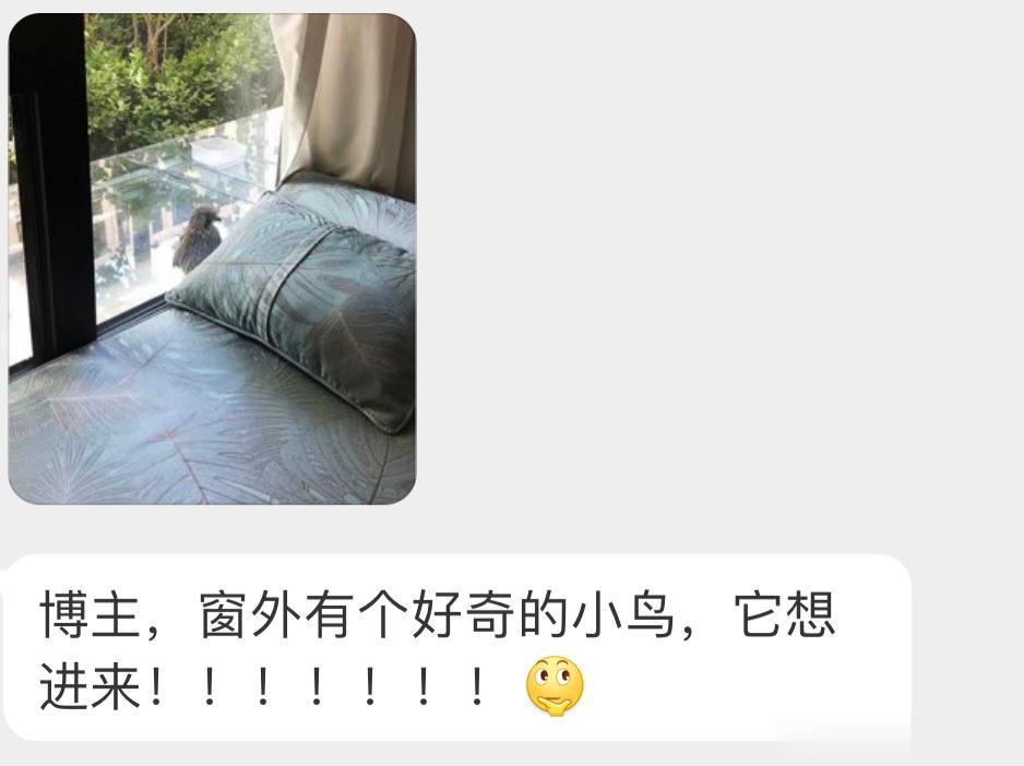 红隼：这床🛏看着不错，让我睡会！ ​​​