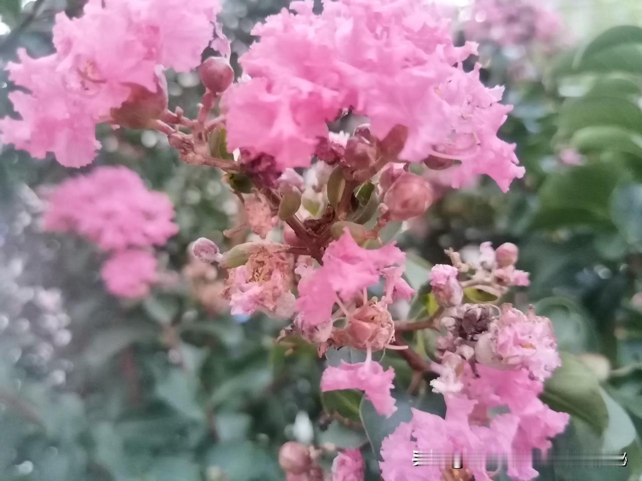 它那独特的紫色花瓣，宛如天边绚丽的晚霞，层层叠叠地舒展着，每一片都带着细腻的纹理