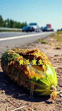 路边那根黄瓜，真是把“命硬”俩字演明白了。
你以为它就是个普通菜，结果它在路边风