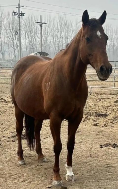 中国每年有470万匹马被屠宰，可是在国内几乎看不到有人吃马肉，这些马肉都去哪了？