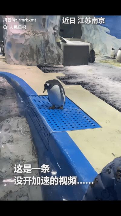 长见识了！有网友去看企鹅，恰好一只企鹅要下水，赶紧拿起手机记录，结果，企鹅一秒切