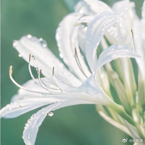 遇见艺术新城事花语 文殊兰最核心的花语：“与君同行，夫妇之爱”，同时也象征着智慧