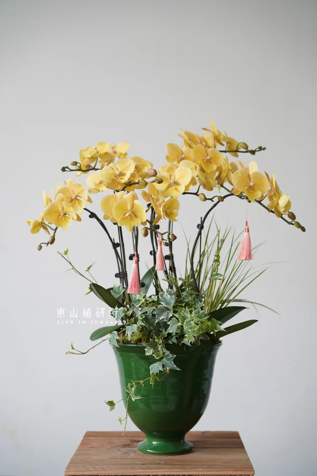 年宵花｜淡黄色的蝴蝶兰