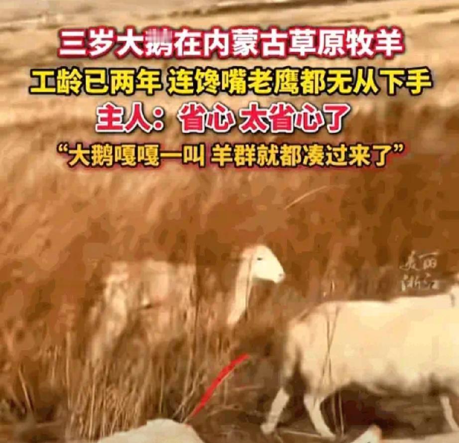 万万没想到，近日内蒙古，男子因为家中两只大鹅的关系不好，就把其中一只大鹅养在羊圈