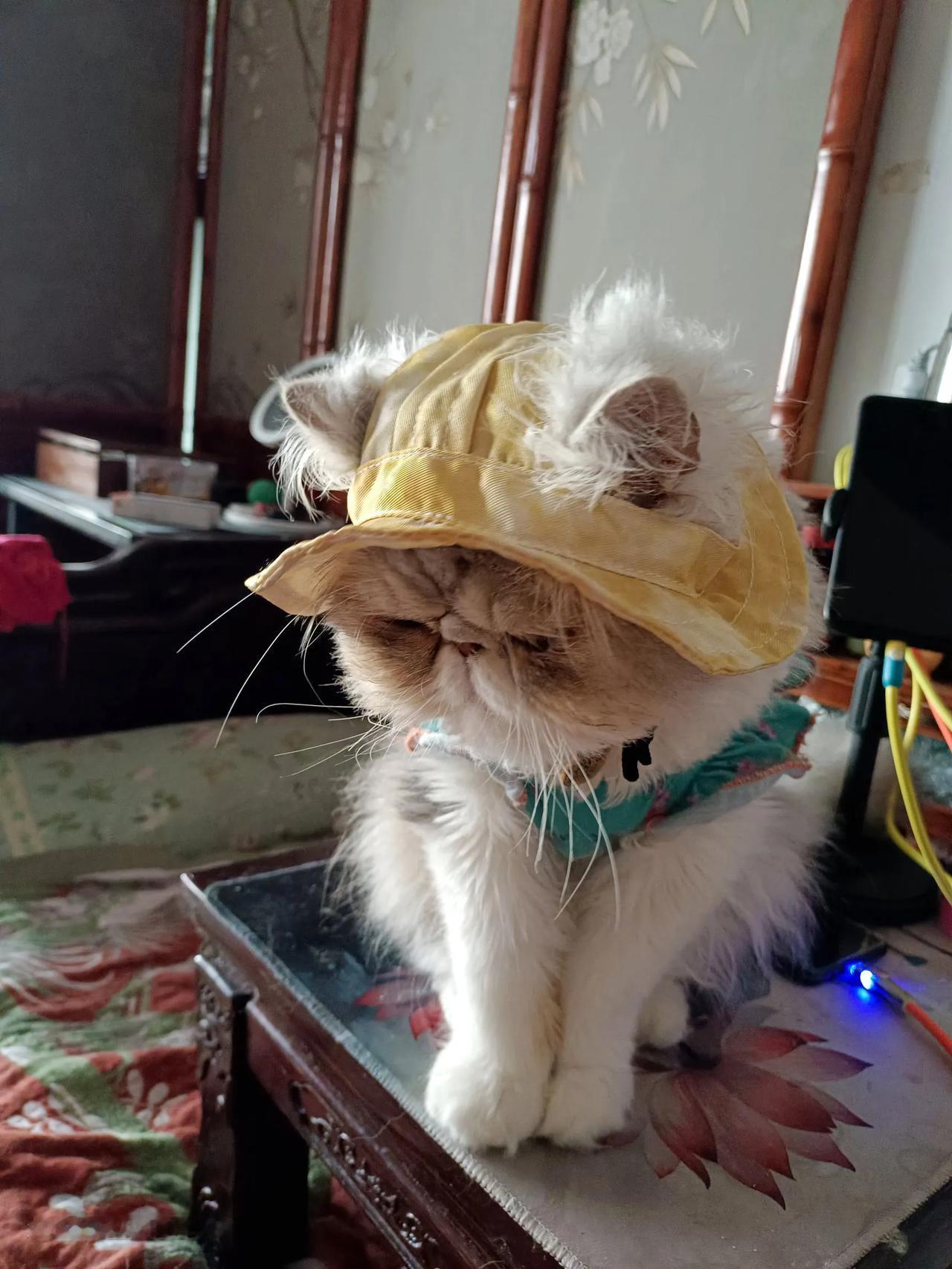 分享你最喜欢的一张猫咪的照片我们是上桌吃饭上床睡觉衣服成落做车有坐，有毛孩的能懂