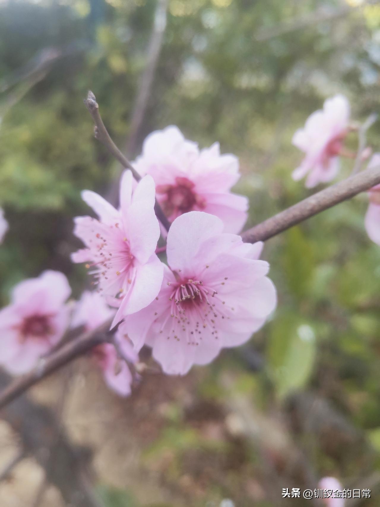 正月二十四了，眨眼间，学生开学已经一星期时间了。

记得自己小时候上学，现在，正
