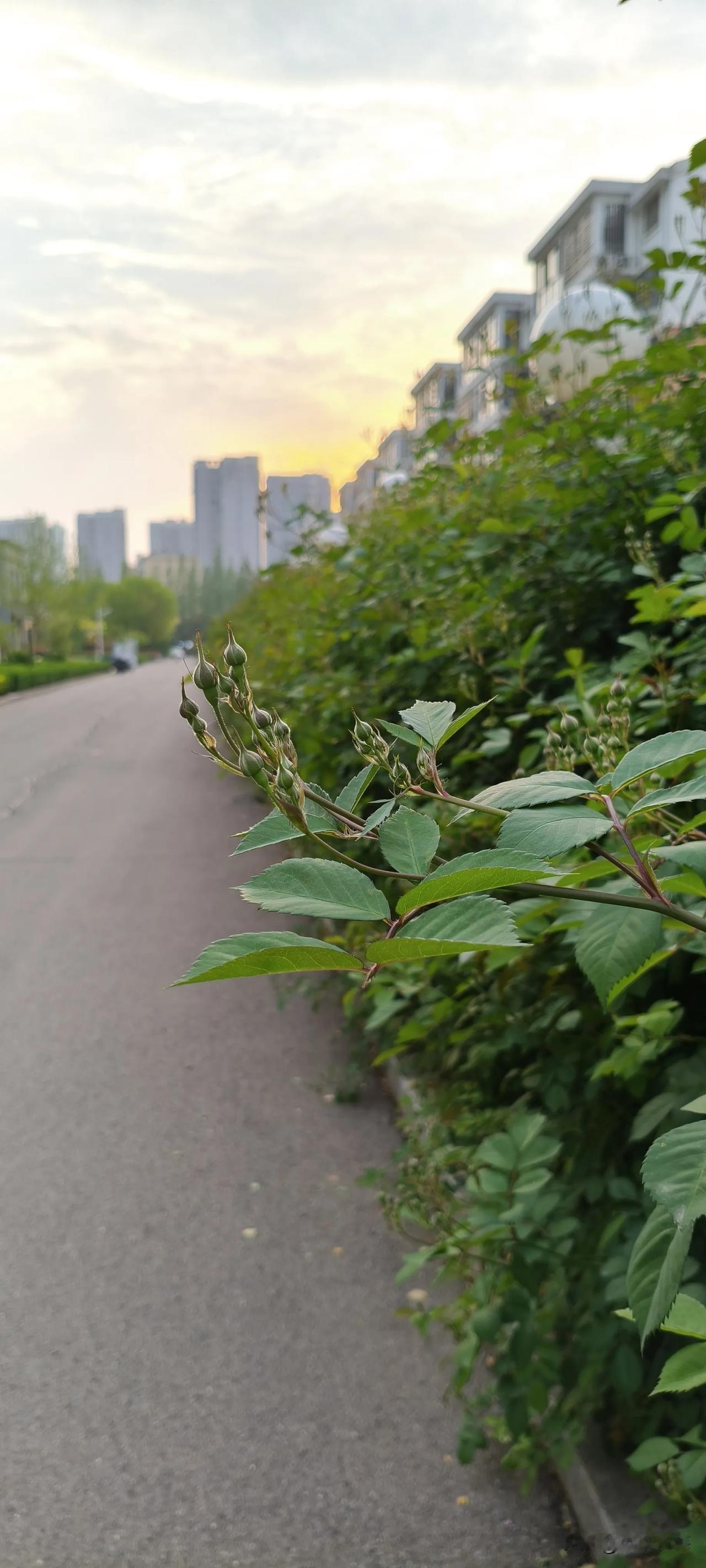 今年春天最想实现的心愿心有蔷薇，自然绽放！