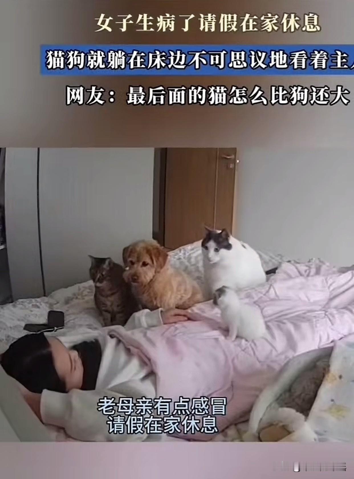 “笑不活了！”辽宁一女子感冒请假在家睡觉，醒来一看监控乐坏了，四只猫狗整整齐齐蹲
