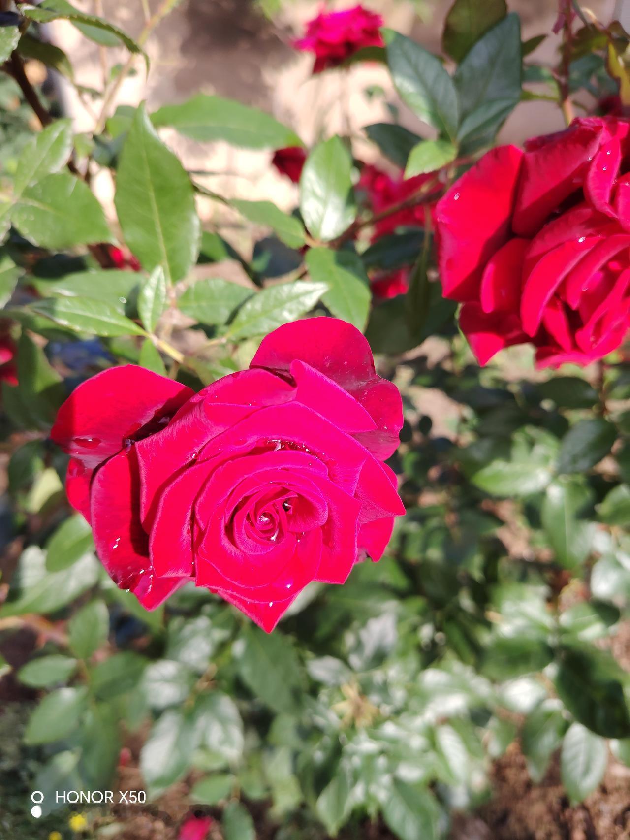 晒图笔记大赛 娇艳欲滴的红色玫瑰，绽放在阳光下的美丽瞬间。🌹🌞