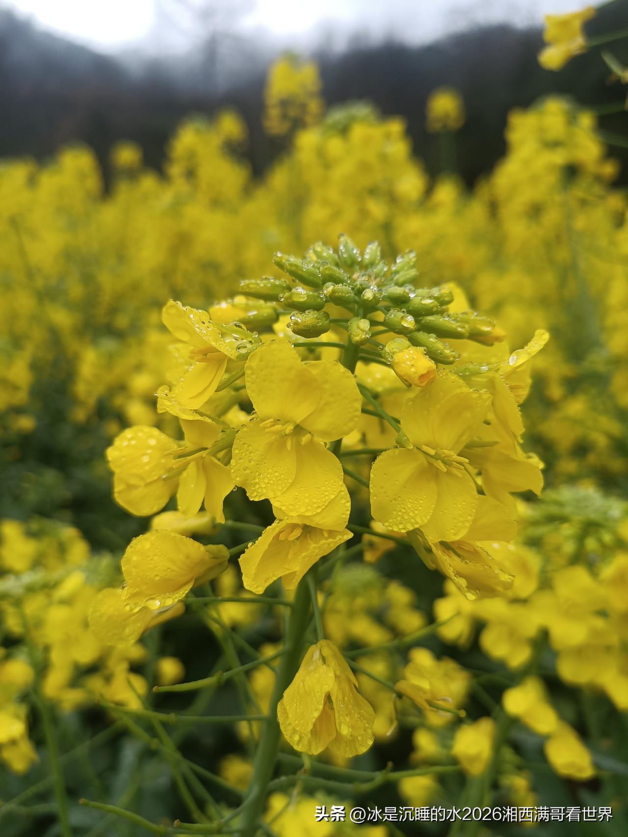 雨中的油菜花。