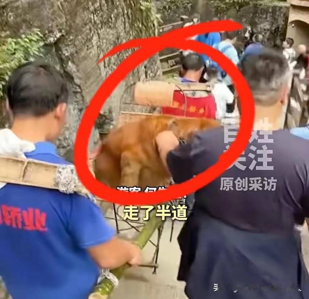 狗坐轿子被骂惨！一对中年夫妻宁可自己不坐轿子，花几百块钱让他们的🐶坐，并付出了