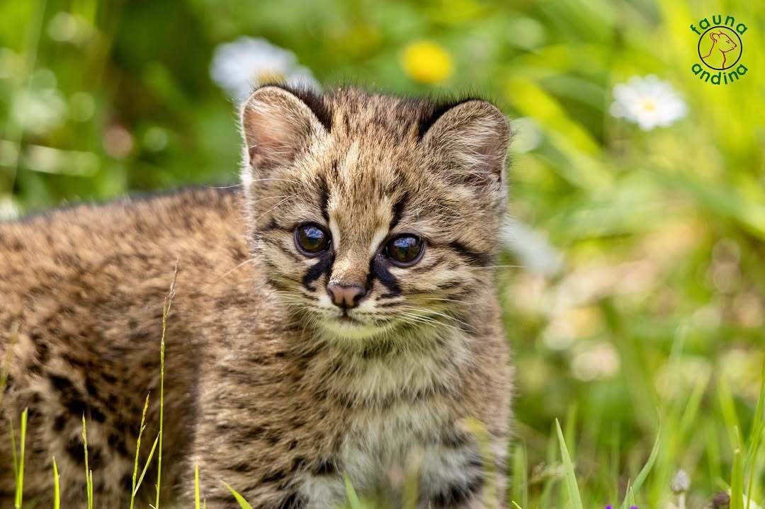 南美林猫 南美洲一家动物保护繁育机构里的可爱猫猫们！【ins：fauna_and