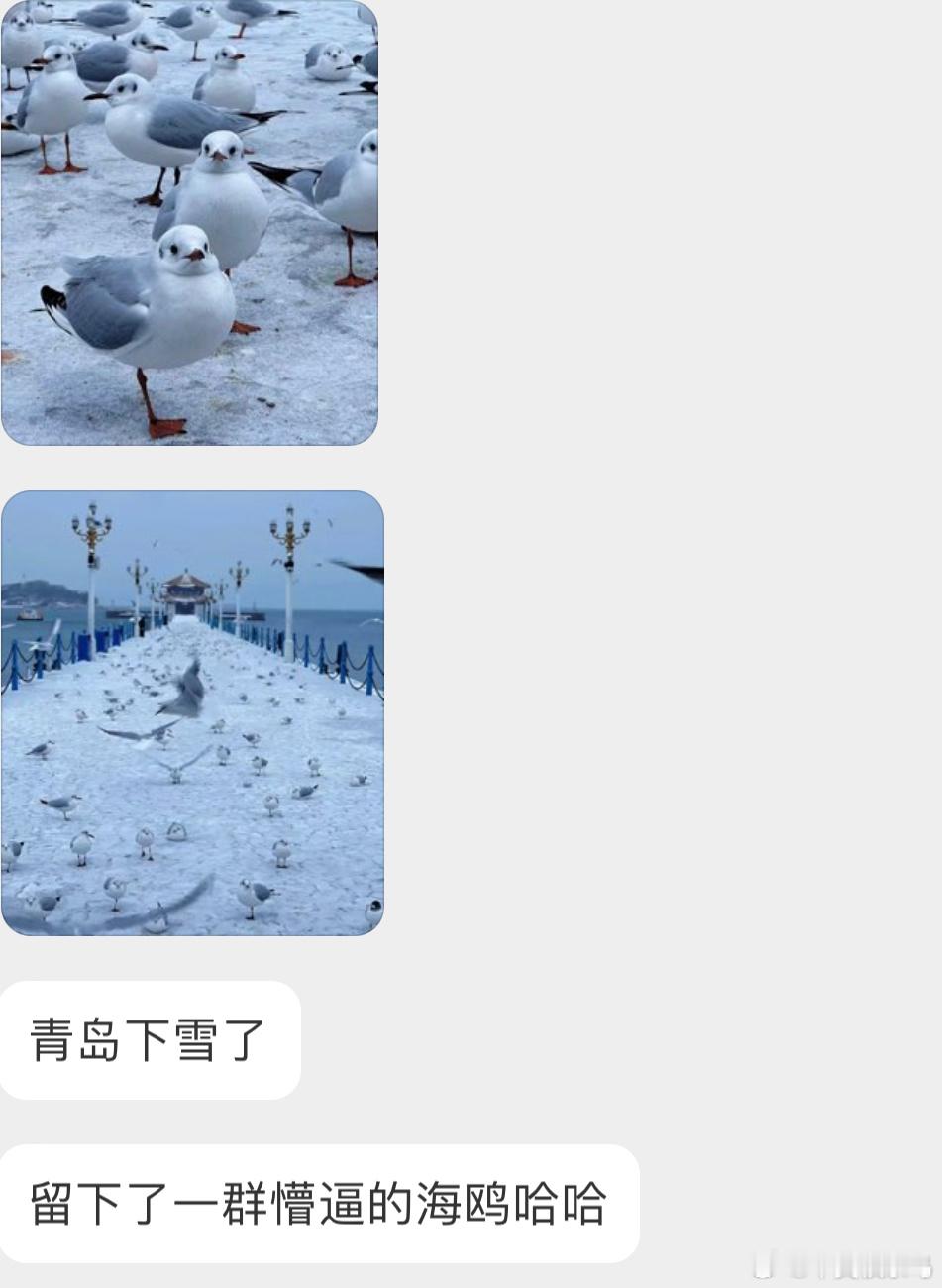 瑟瑟发抖的红嘴鸥 ​​​