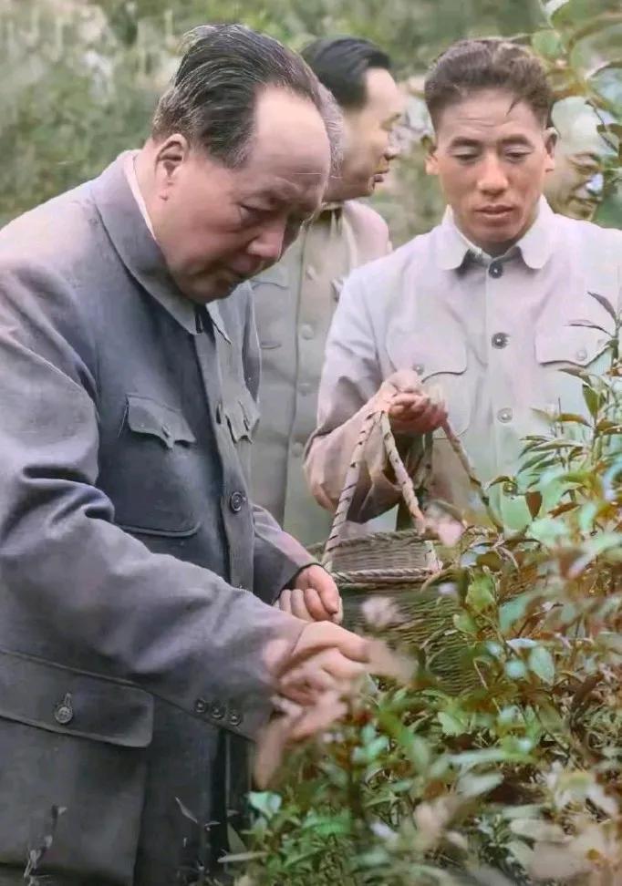 1963年，毛主席在身边工作人员陪同下，来到西湖采摘龙井茶。饮茶是毛主席的一大嗜