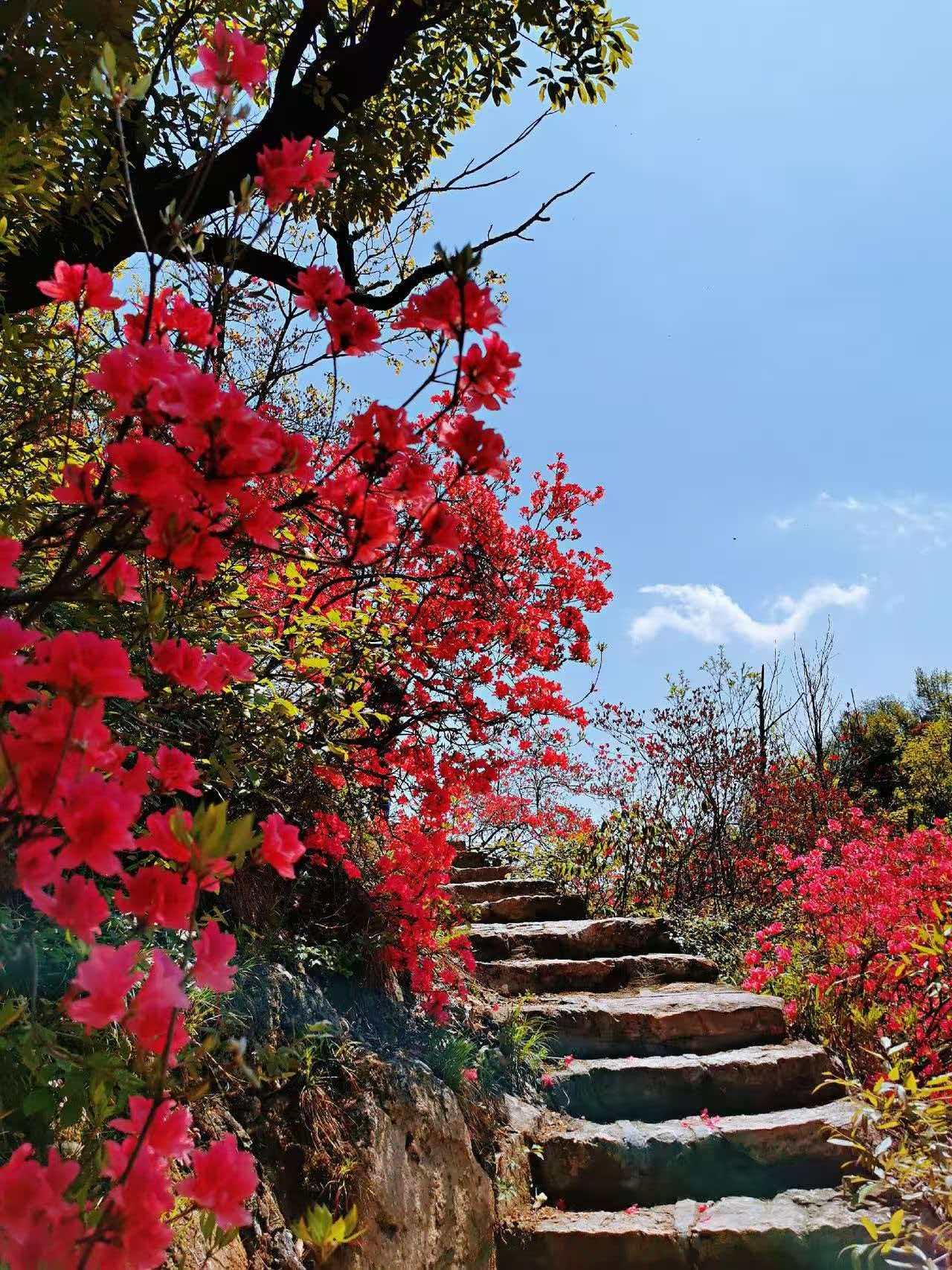 晒一张你拍的花初夏的南方山花烂漫红似火太美了。