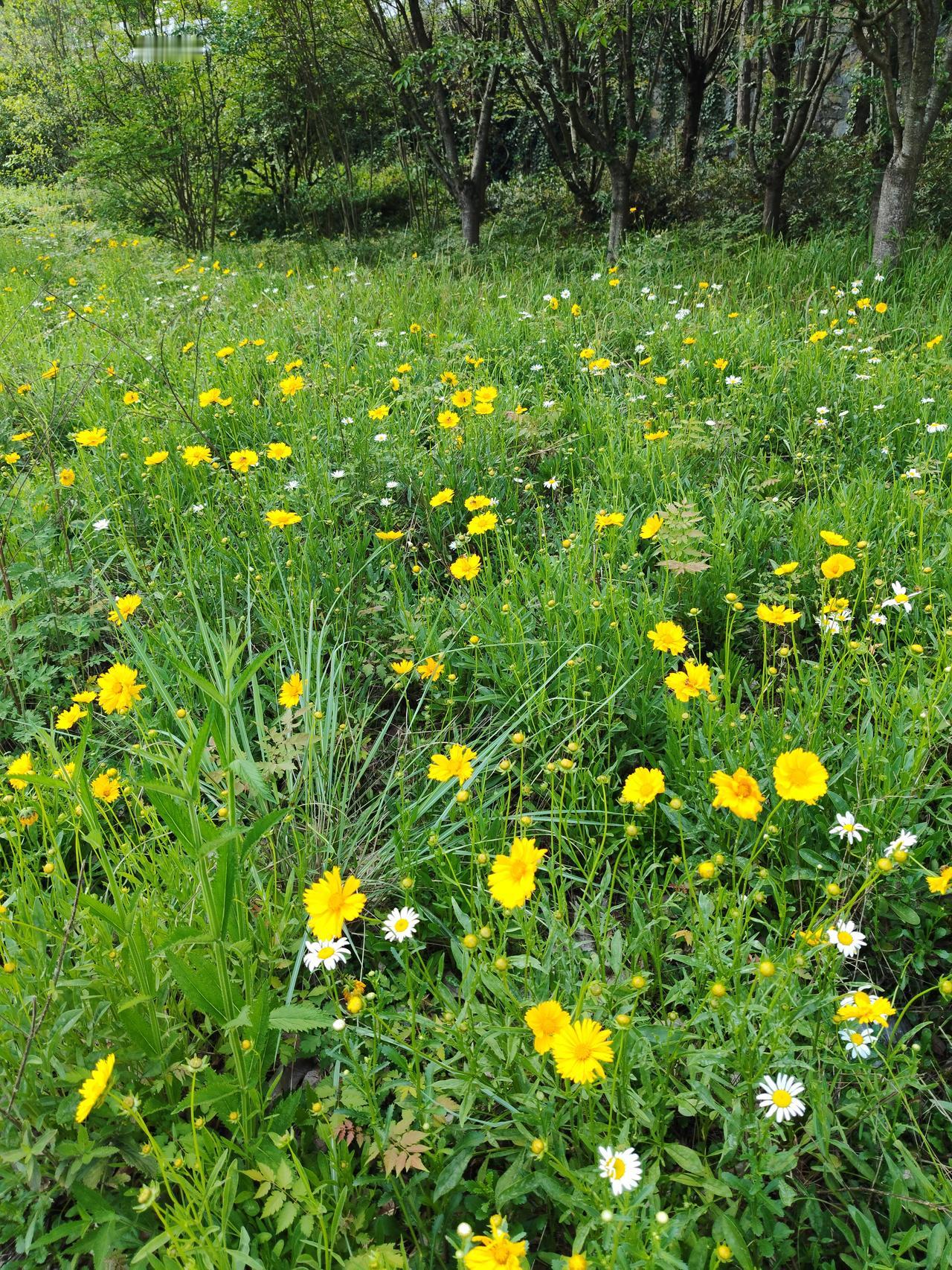 今天A股收盘了，又是低开低走盘中拉升，尾盘跳水的一天，今天最难受的还是拿了创业板