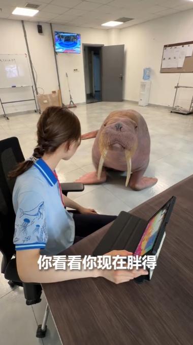 河南郑州，一只海象找饲养员要吃的，饲养员看着胖乎乎的海象，没忍住说了几句。没想到