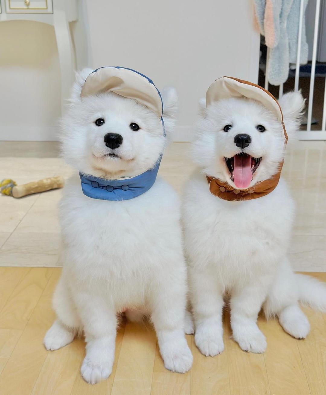 萨摩唉和萨摩耶 