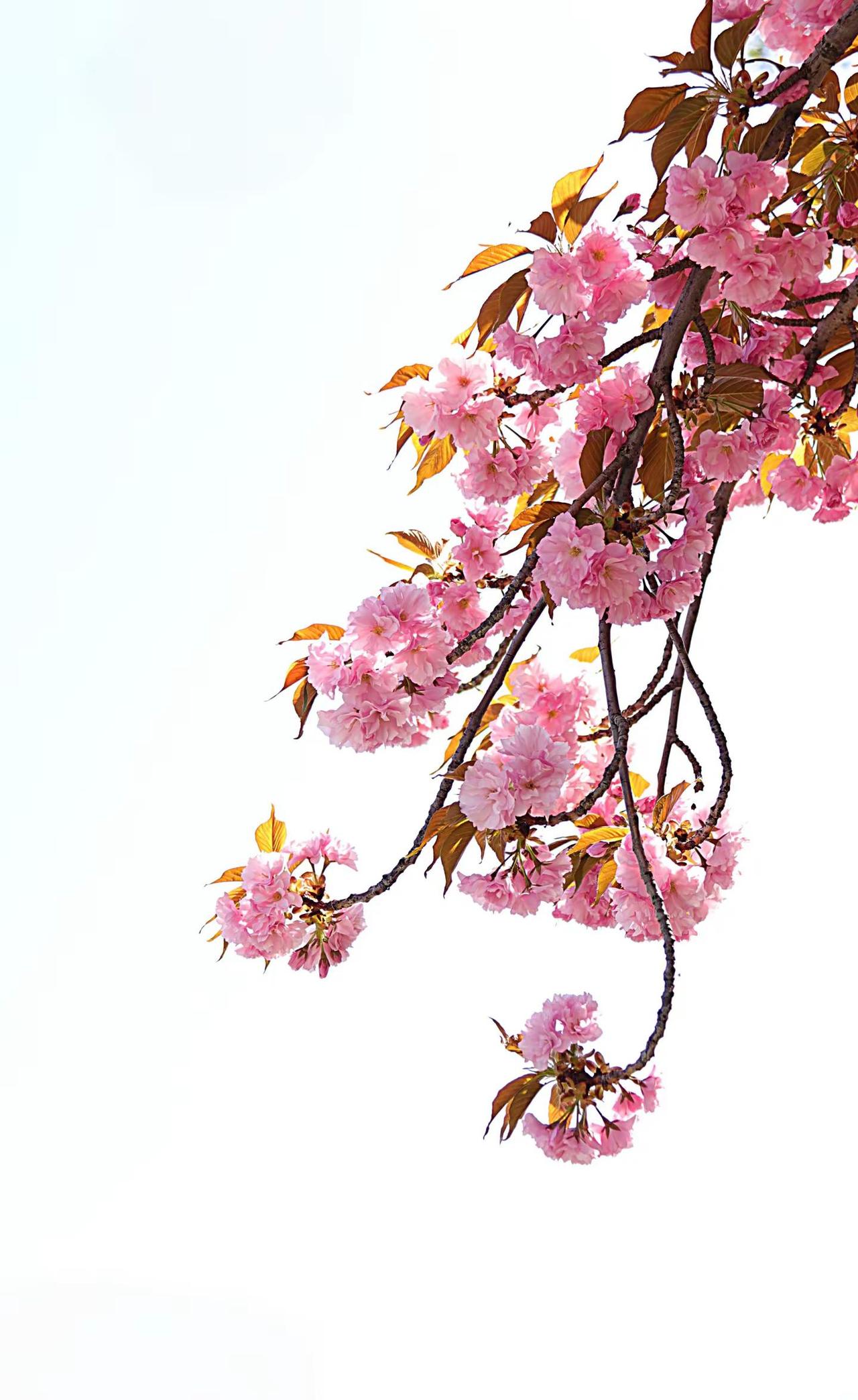 晚樱。摄影爱好者 摄影 摄影摄像