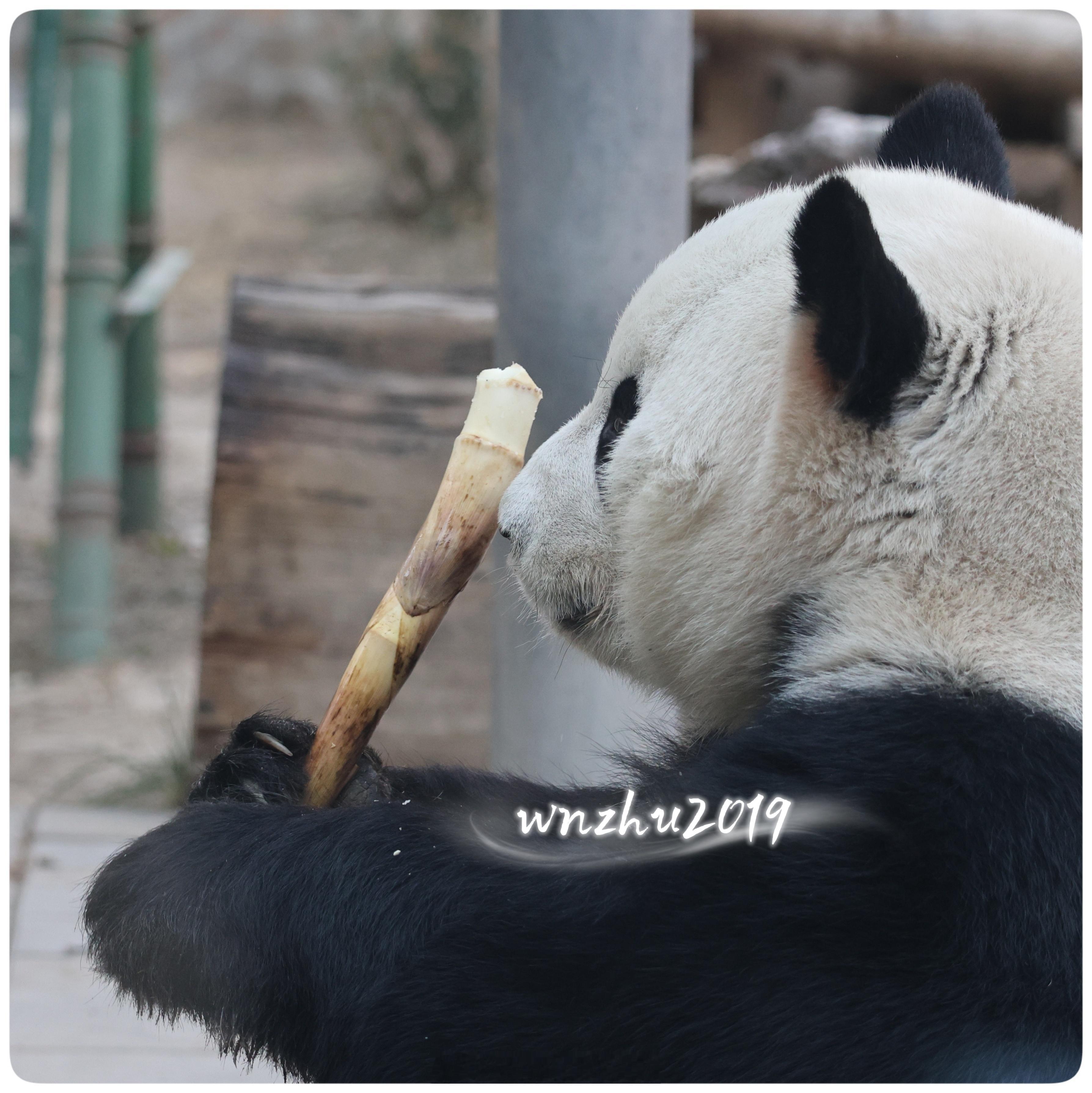 大熊猫萌兰 么么儿小熊，我想摸摸他耳朵
