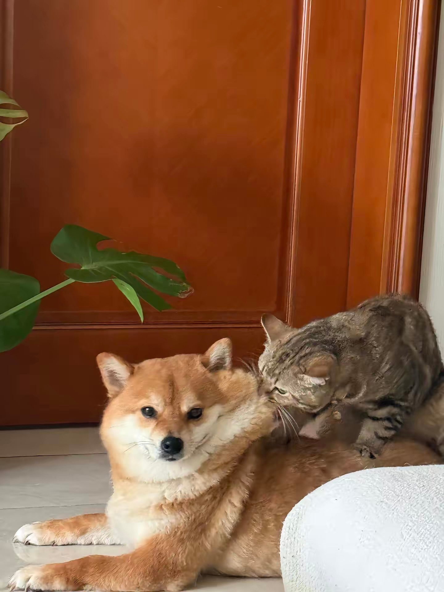 猫咪：金窝银窝不如自己的狗窝