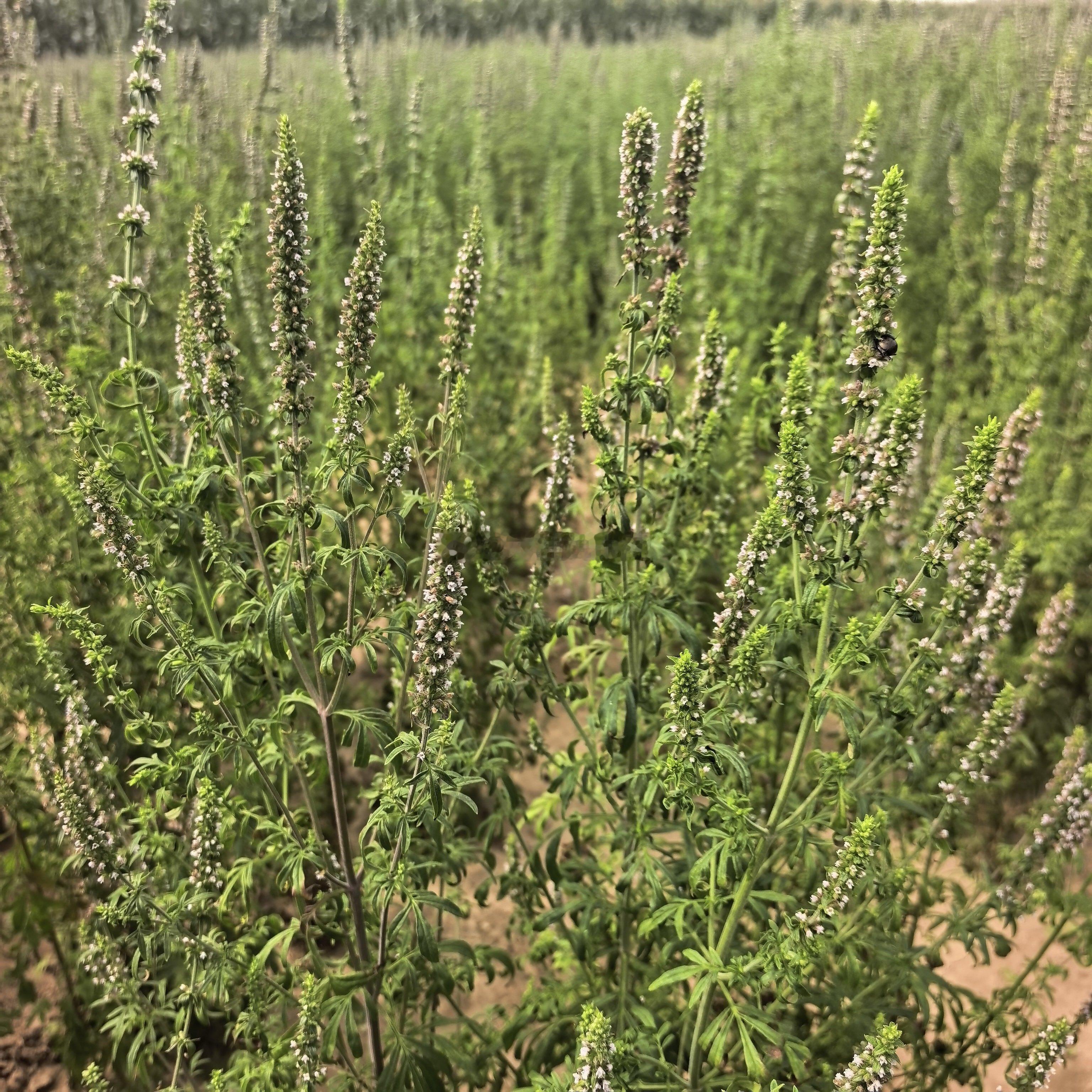 荆芥：这个和我吃的那个咋不一样呢？图一二三是药典中药荆芥来源药用植物-裂叶荆芥，