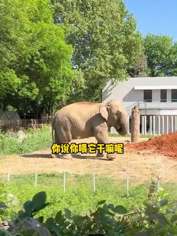 禁止向动物索要食物怪不得我去动物园喂东西给它们吃的时候一股嫌弃的表情，原来人家吃
