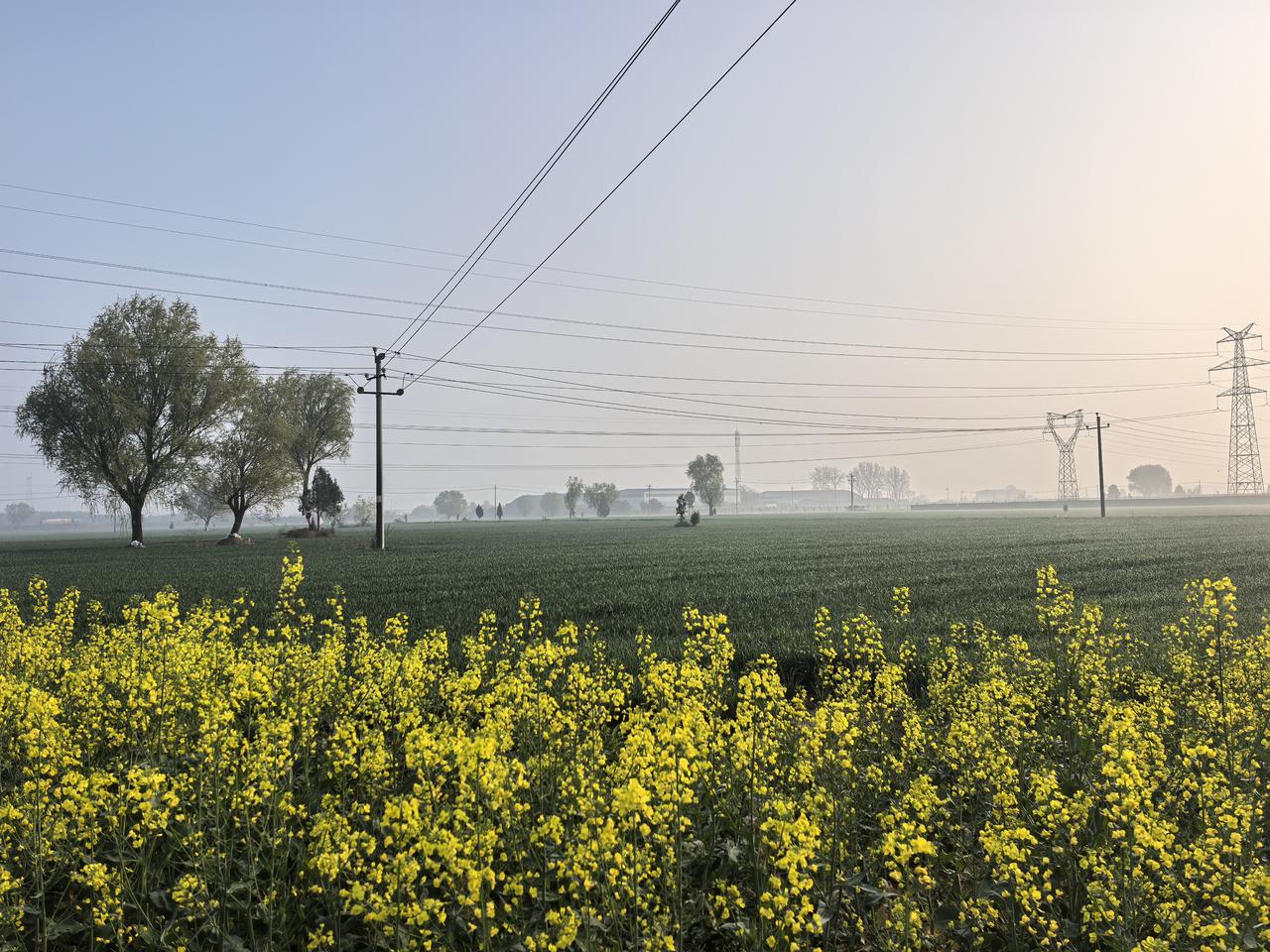 春天，晨醒的农村特别美。叽叽喳喳的鸟鸣，绿油油的麦田，金灿灿的油菜花，洁白的梨花