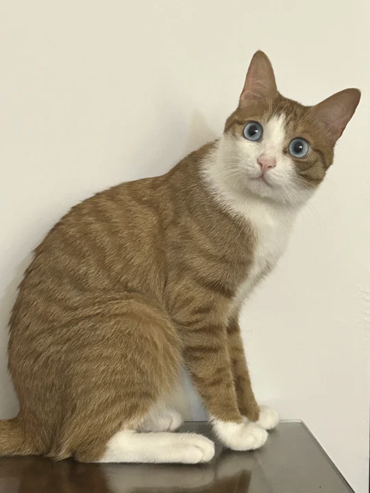 橘猫皮肤基础 眼睛就不基础！