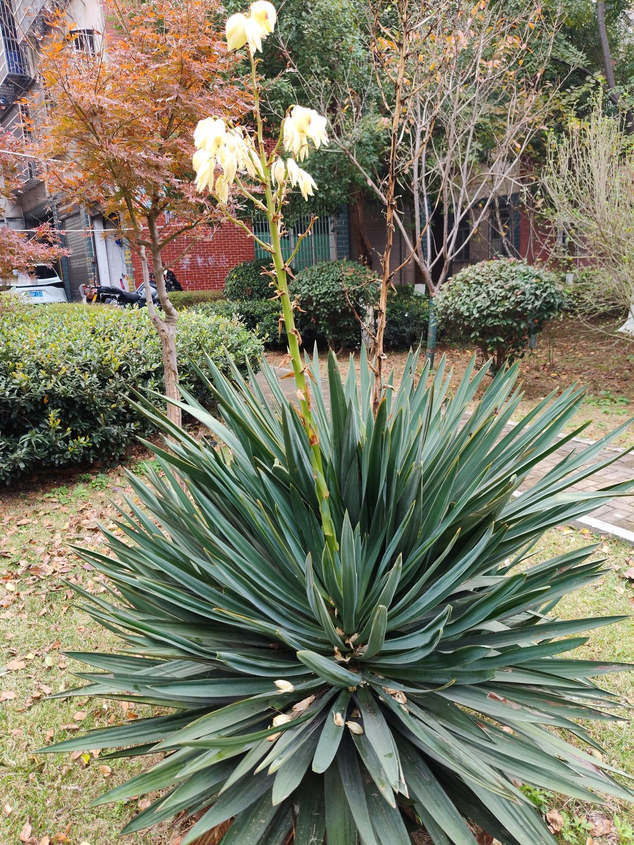 奶奶的灶台总在清晨冒起第一缕烟。我趴在被窝里数过，柴火烧得旺时，烟是直的，像根银