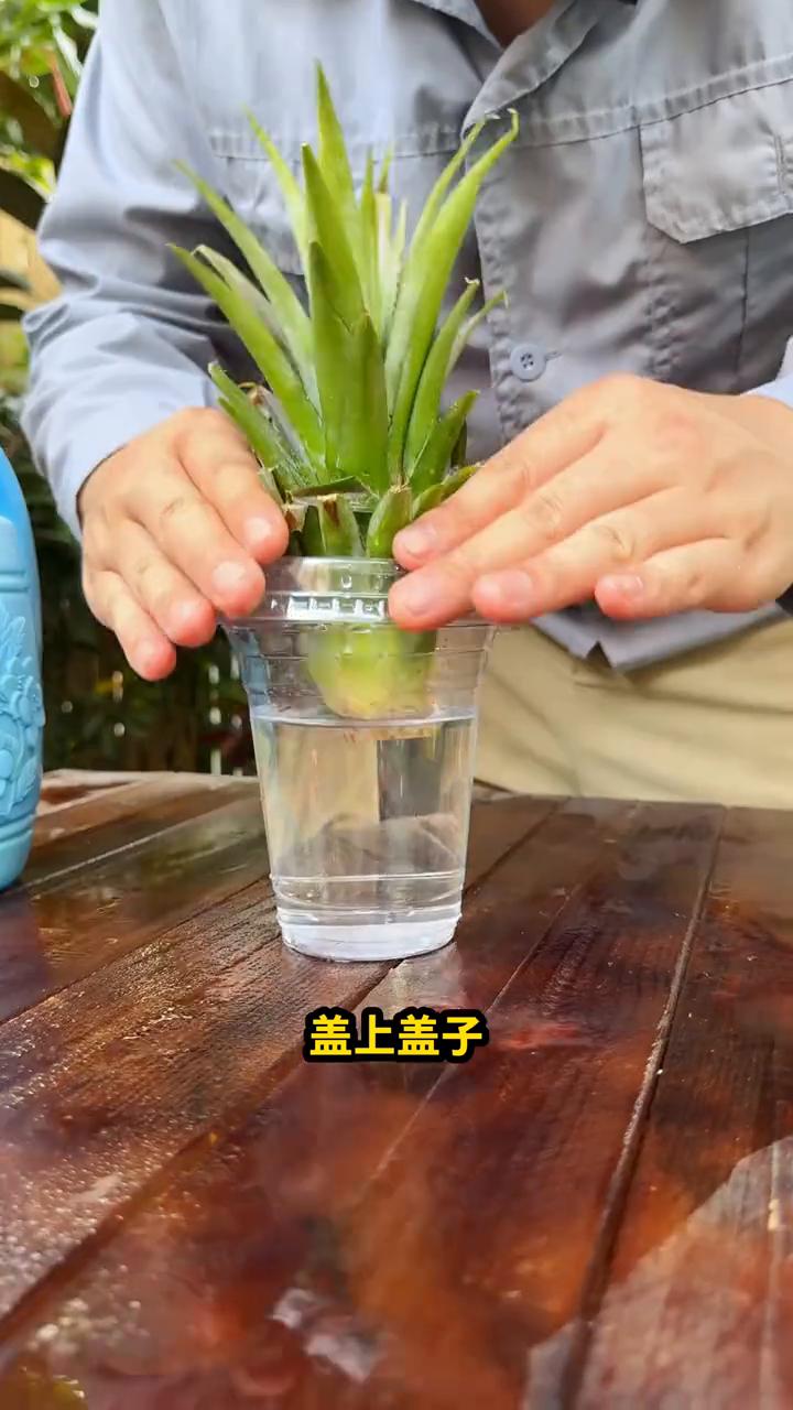 ·吃菠萝别扔菠萝头，把菠萝头削，露出它的根源基，多余的果肉不要留。
·找个奶茶杯