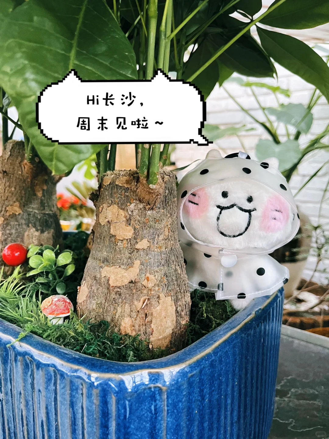 这个周末去橘子洲一起赶（书）集吧