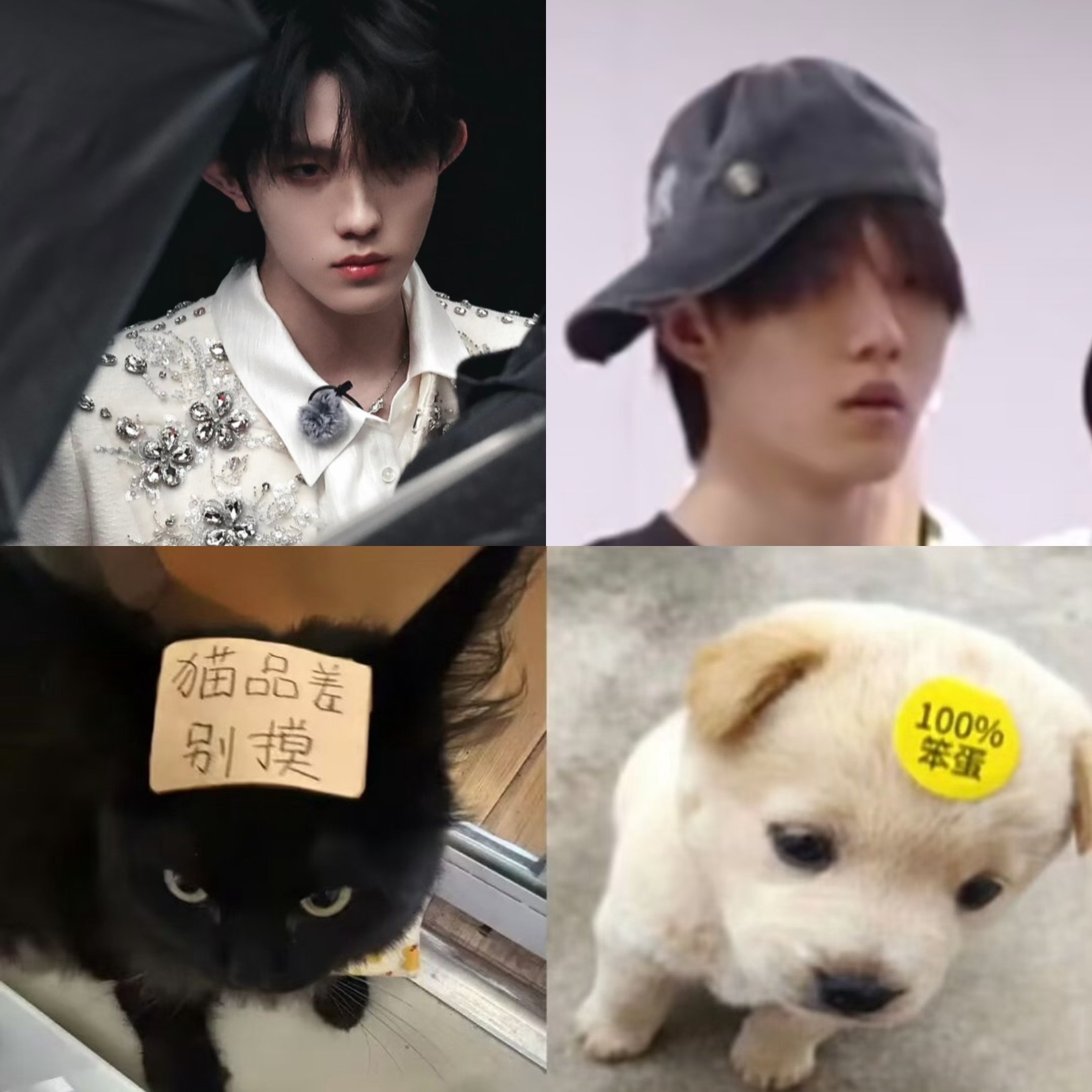 【11179】家有一猫一狗 ​​​