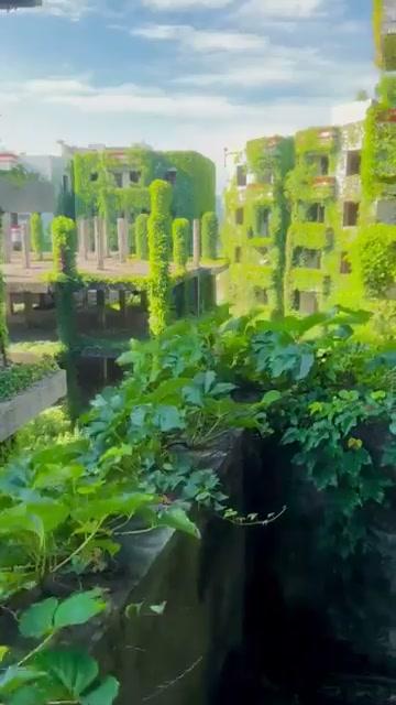 汕头那片九十年代就废弃的建筑群，现在被藤蔓完全吞没了。有意思的是，这地方几乎成了