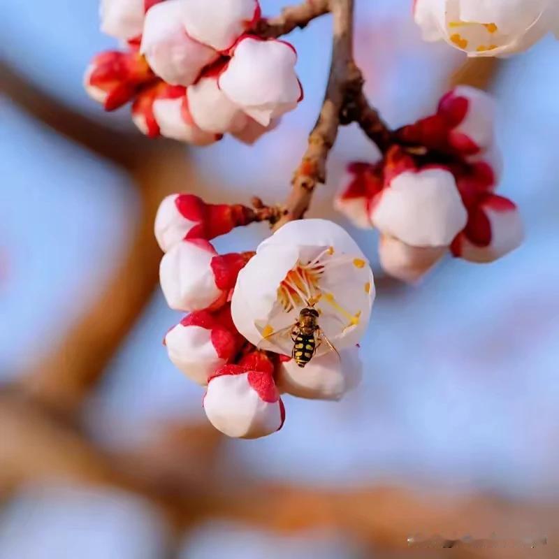 上联：桃夭芬芳惹蝶恋，
下联：杏蕊含苞引蜂来。