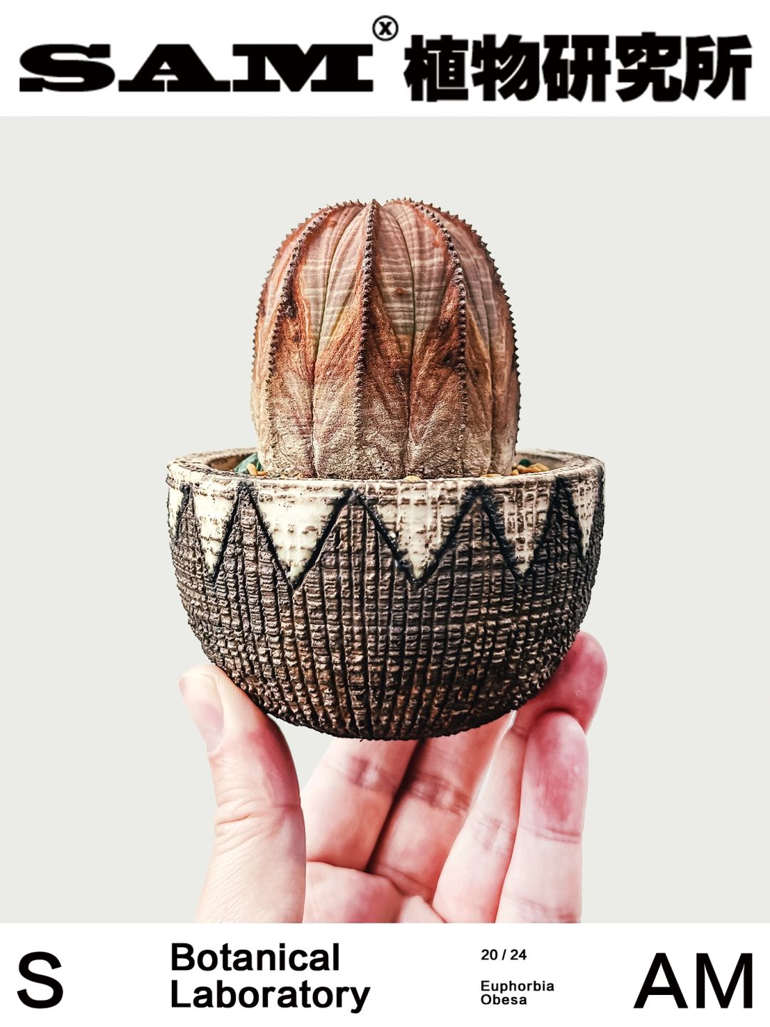 欧系布纹球｜Euphorbia Obesa