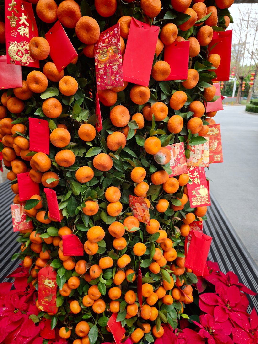 牛逼，比亚迪安排的这家酒店门口这摆件橘子居然是真的，有一个都上霉了