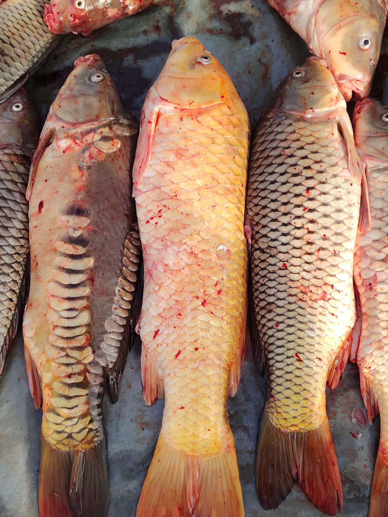 一一兔哥
迎新年，年年有余，岁岁平安。金鲤红锂跳龙门，莒国沐水三庄来。