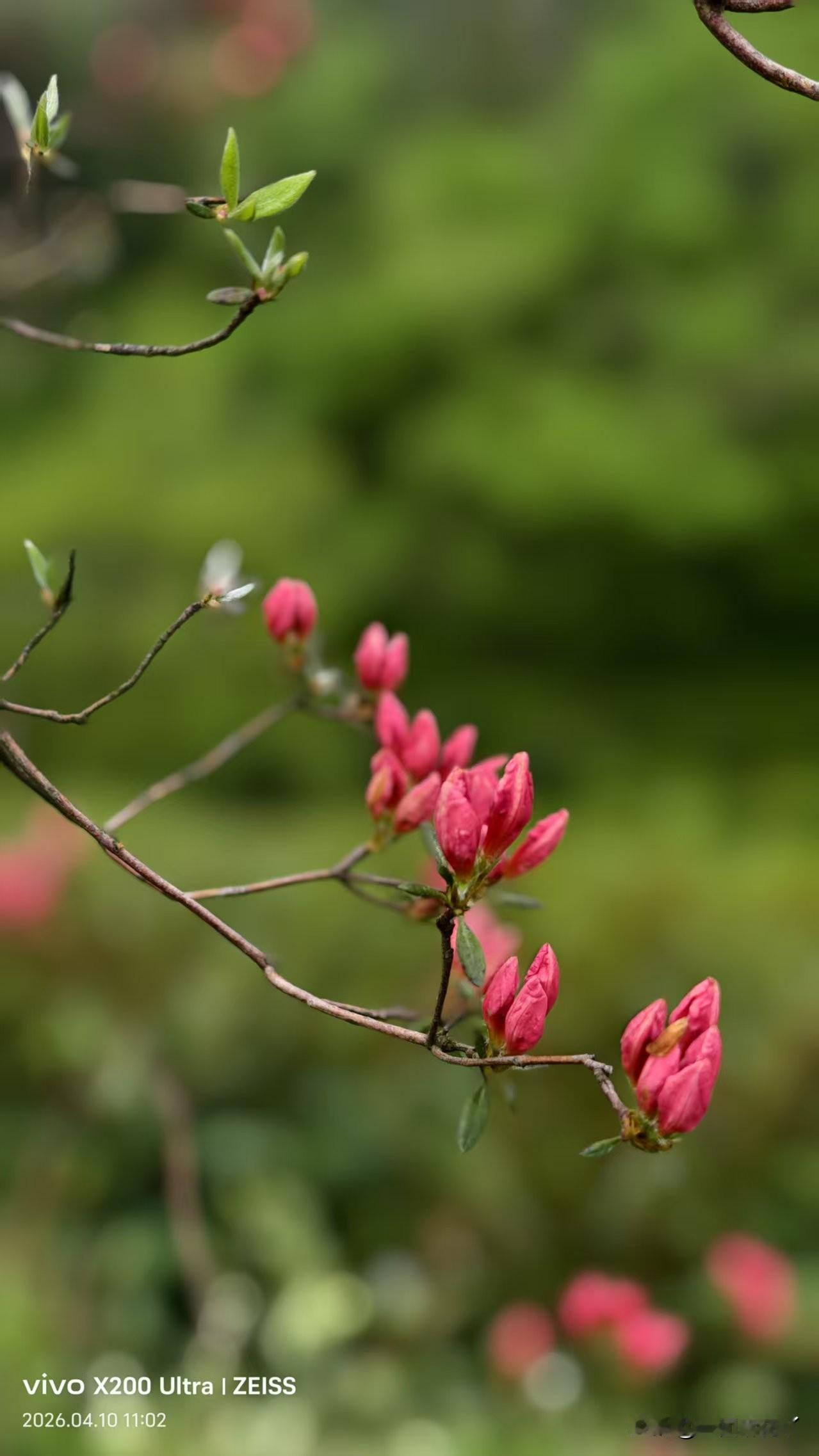 我跟麻团儿是两种性格的人，麻团儿安静、不苟言笑，没什么想法，也没什么要求，吃饱饭