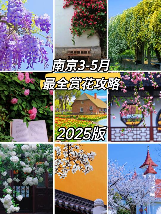 接下来这些地方，将是南京春日浪漫天花板