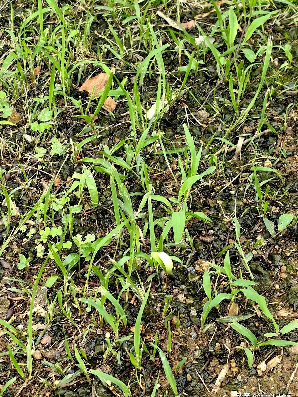 安徽马鞍山今天下午雨过天晴。

霍里山的半山腰上，草地上，一大片一大片的地衣，油