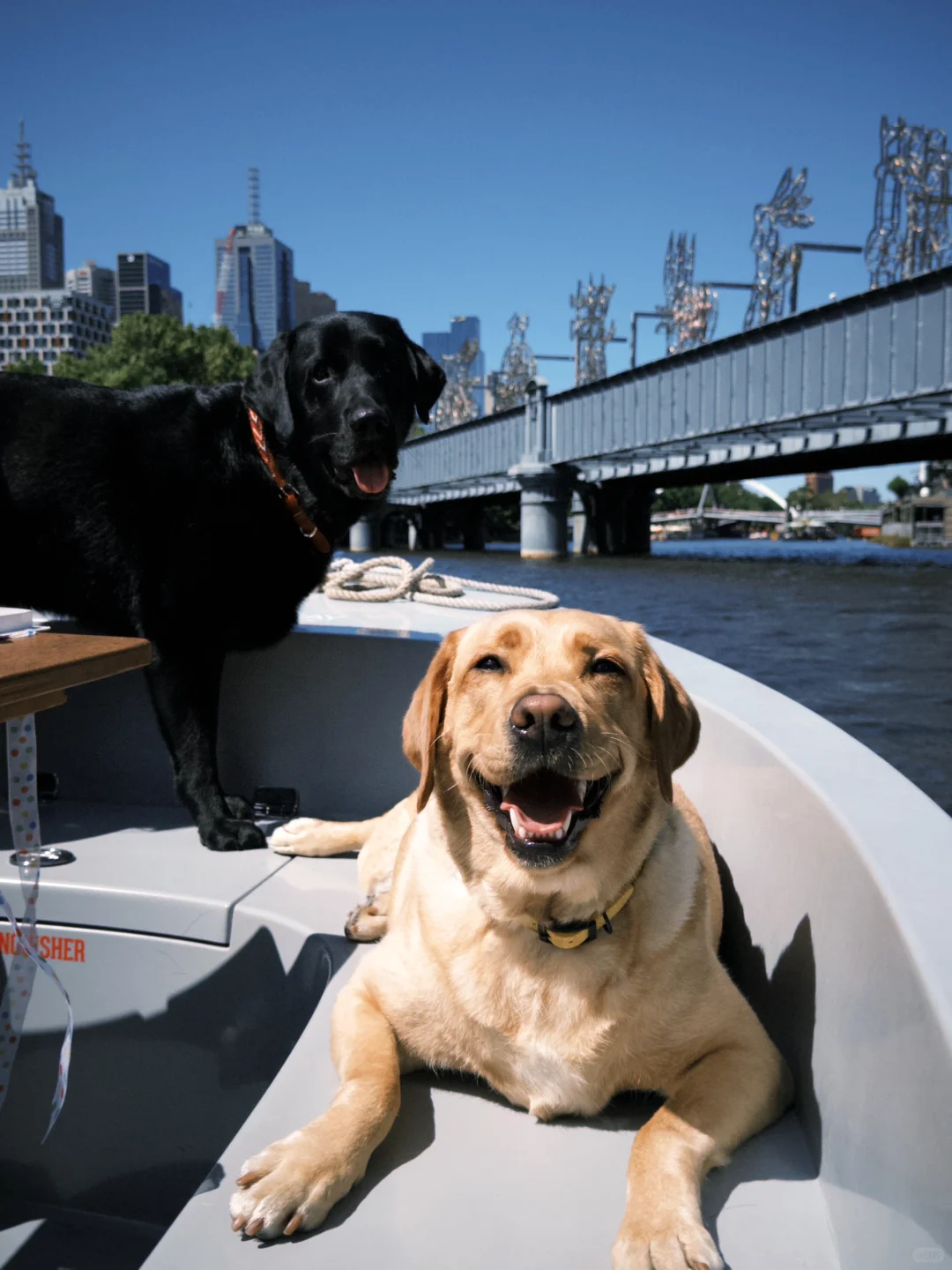 小狗和小狗和小狗划船 🚣‍♀️