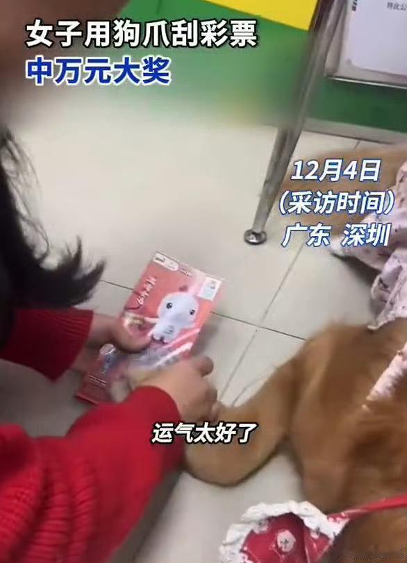 深圳女子踩狗屎后让金毛刮彩票，20元中1万！网友：这狗是“招财神兽”
 
12月