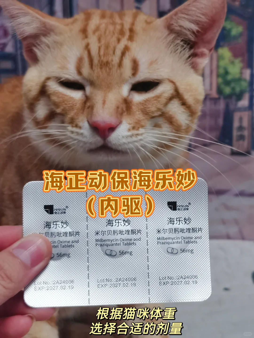 新手接猫要准备什么？姐妹们mark一下吧！