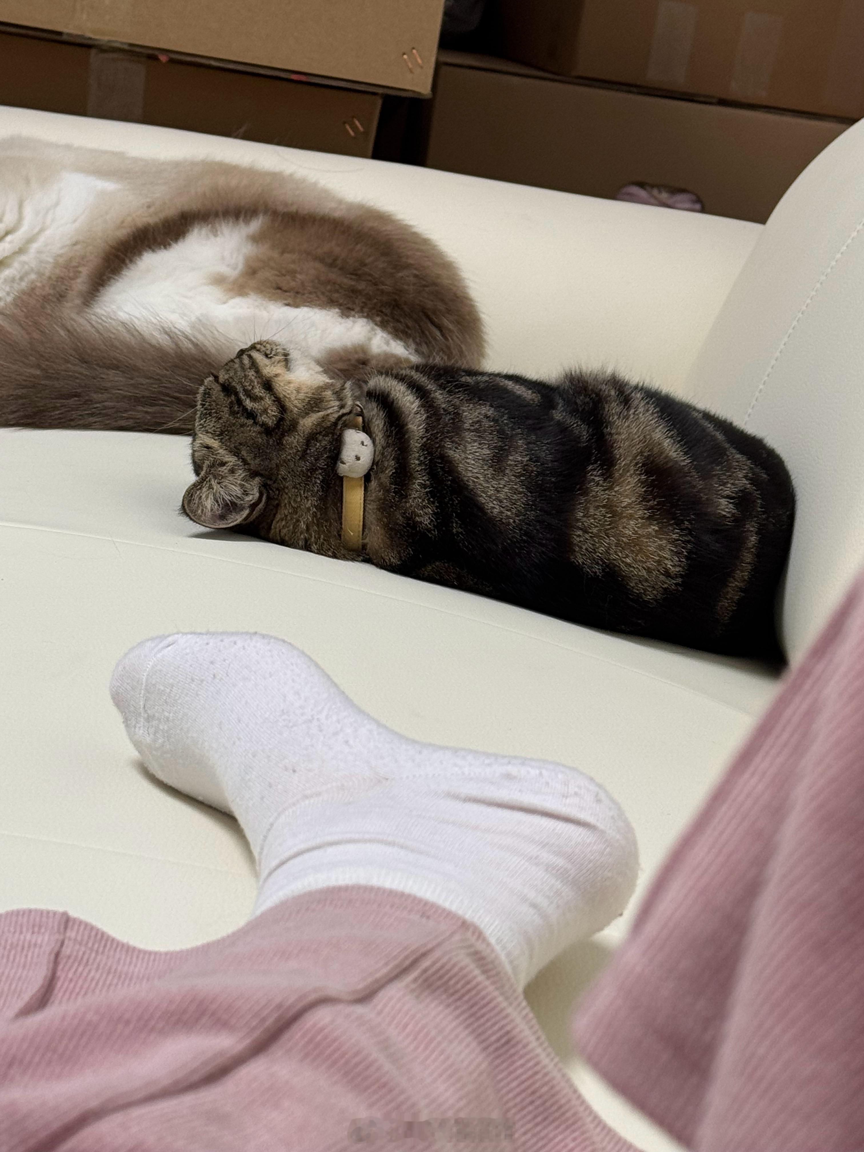 芝麻的睡觉姿势怎么那么奇妙… 