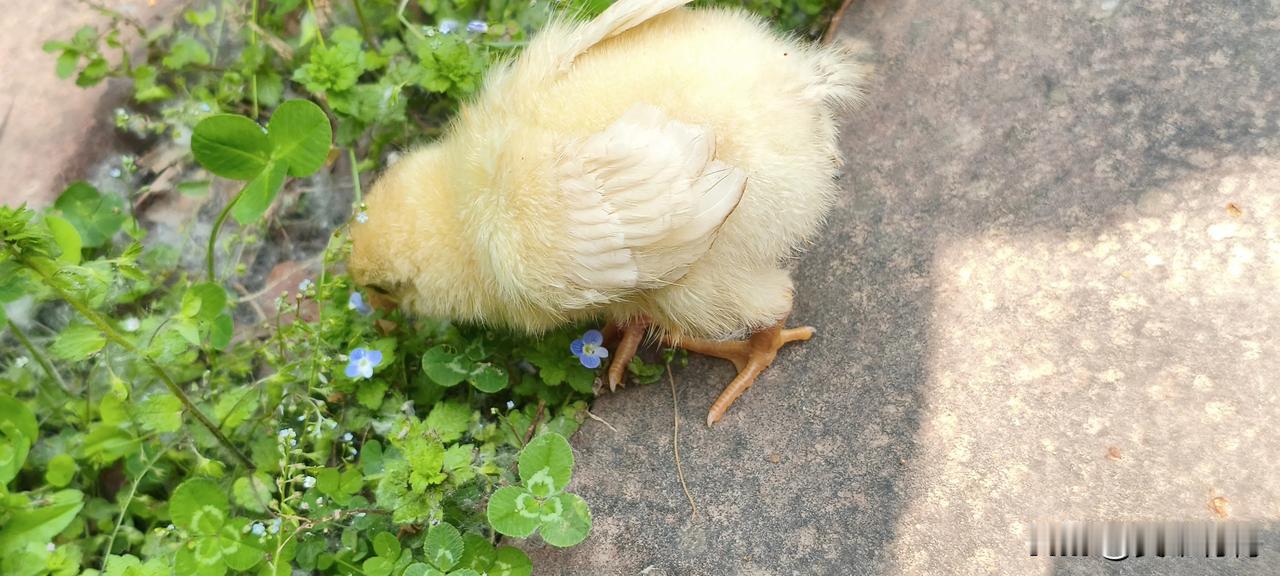 人在“记打”方面有时候还不如一只幼小的动物。
这是最近通过家养的一只小鸡仔发现的
