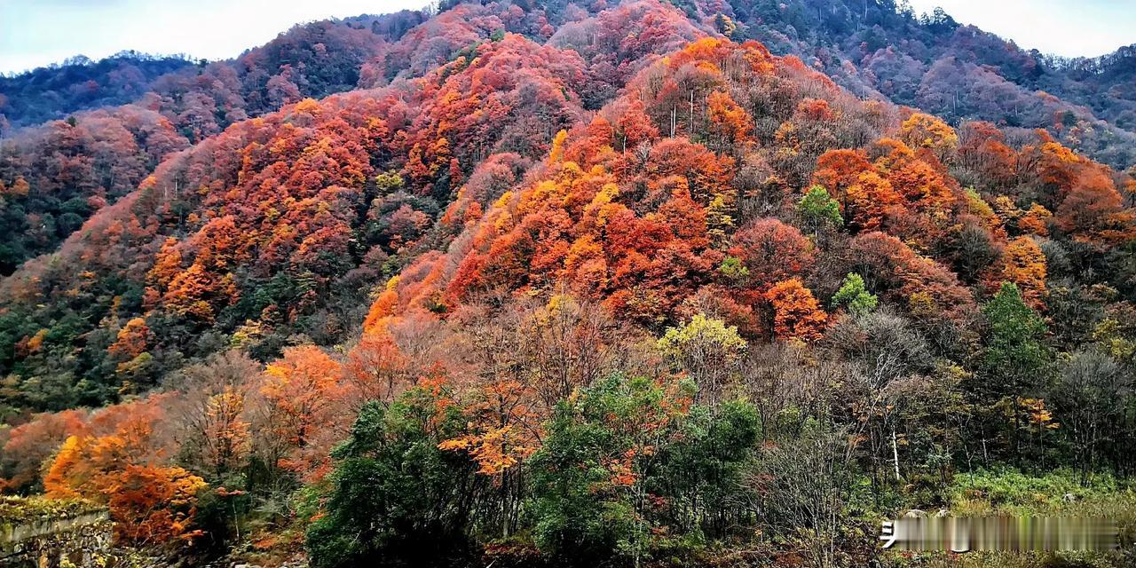 #迈进秋天入画廊#

秋风瑟瑟枫叶黄，
溪水潺潺曲悠长。
层林尽染山峦美，
迈进