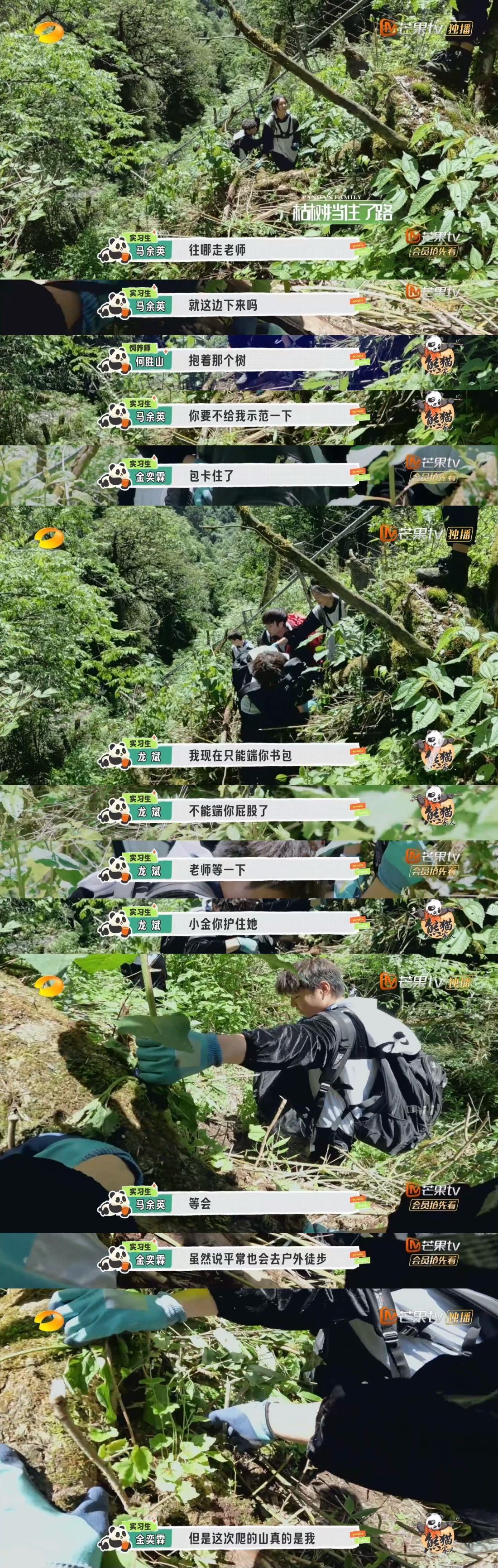 #深山本没有路熊猫人走多了就成了路# 看到#熊猫一家人# 最后一期节目 实 习 